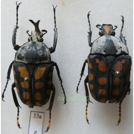 Amaurodes passerini linnei Schaum, 1844 pair 33mm Tanzania33a